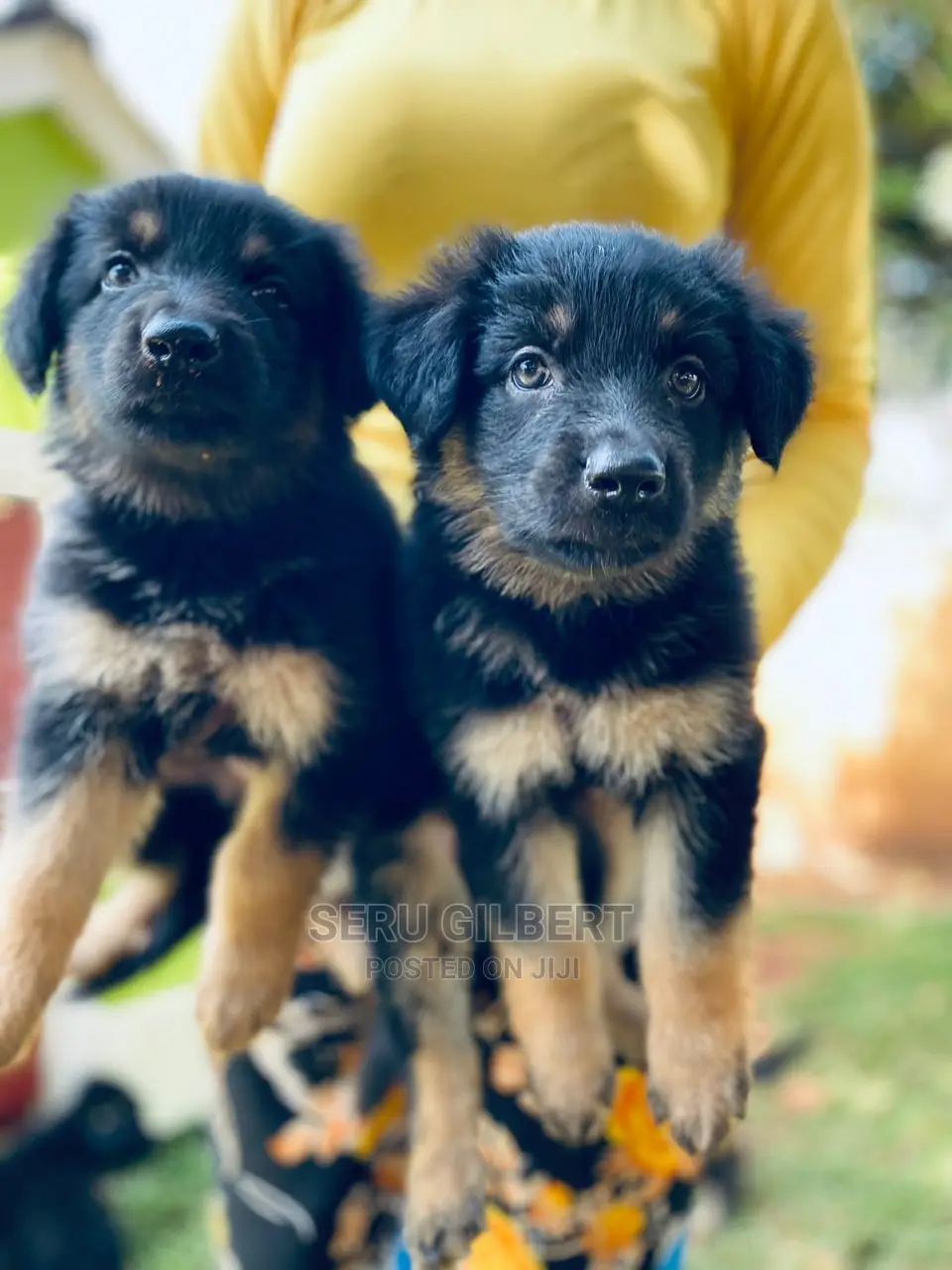 1-3 months Male Purebred German Shepherd