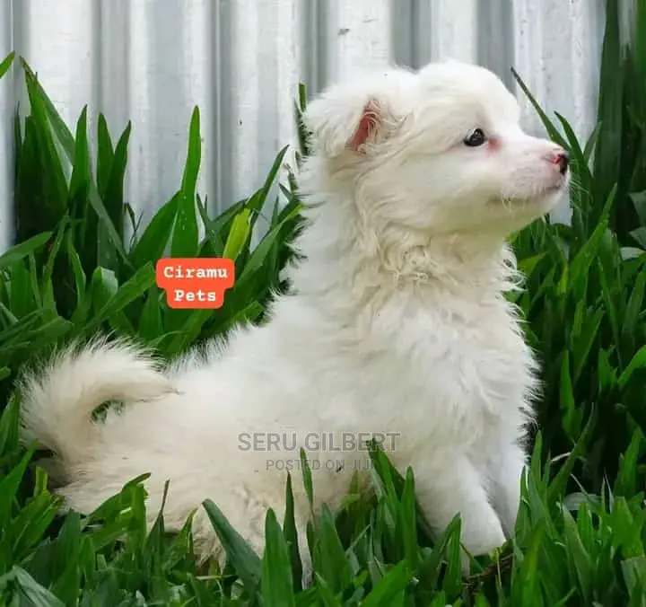 0-1 month Male Purebred Japanese Spitz