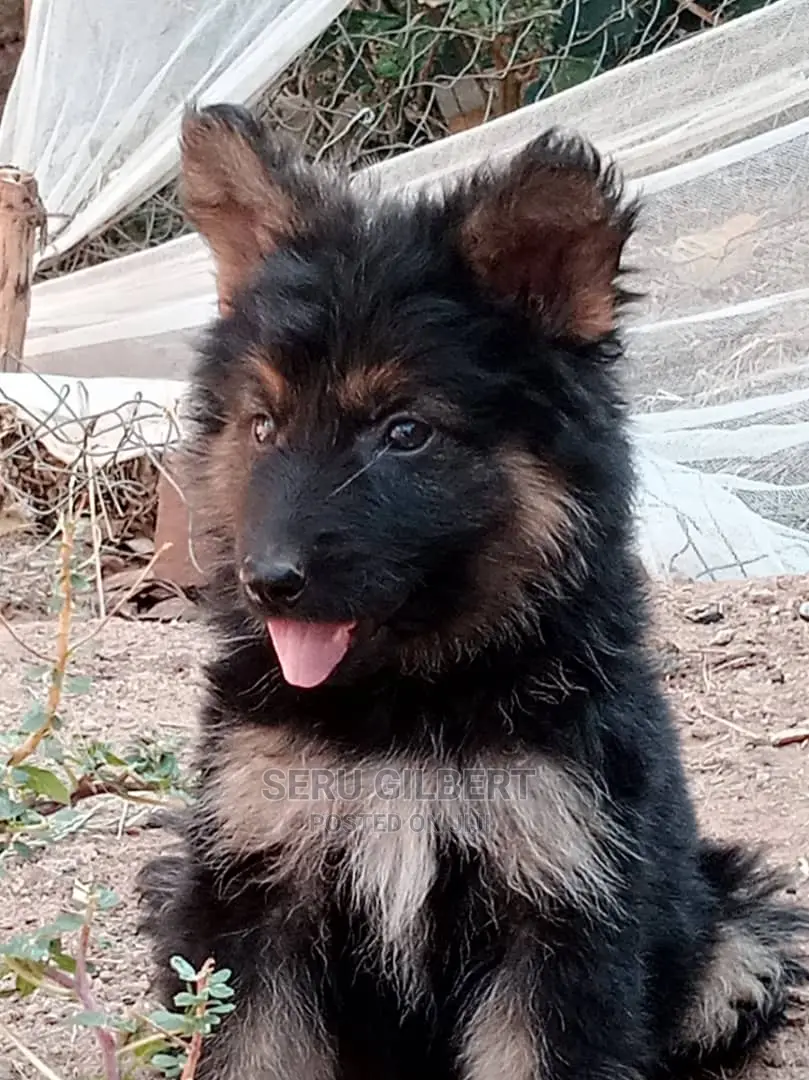 1-3 months Male Purebred German Shepherd