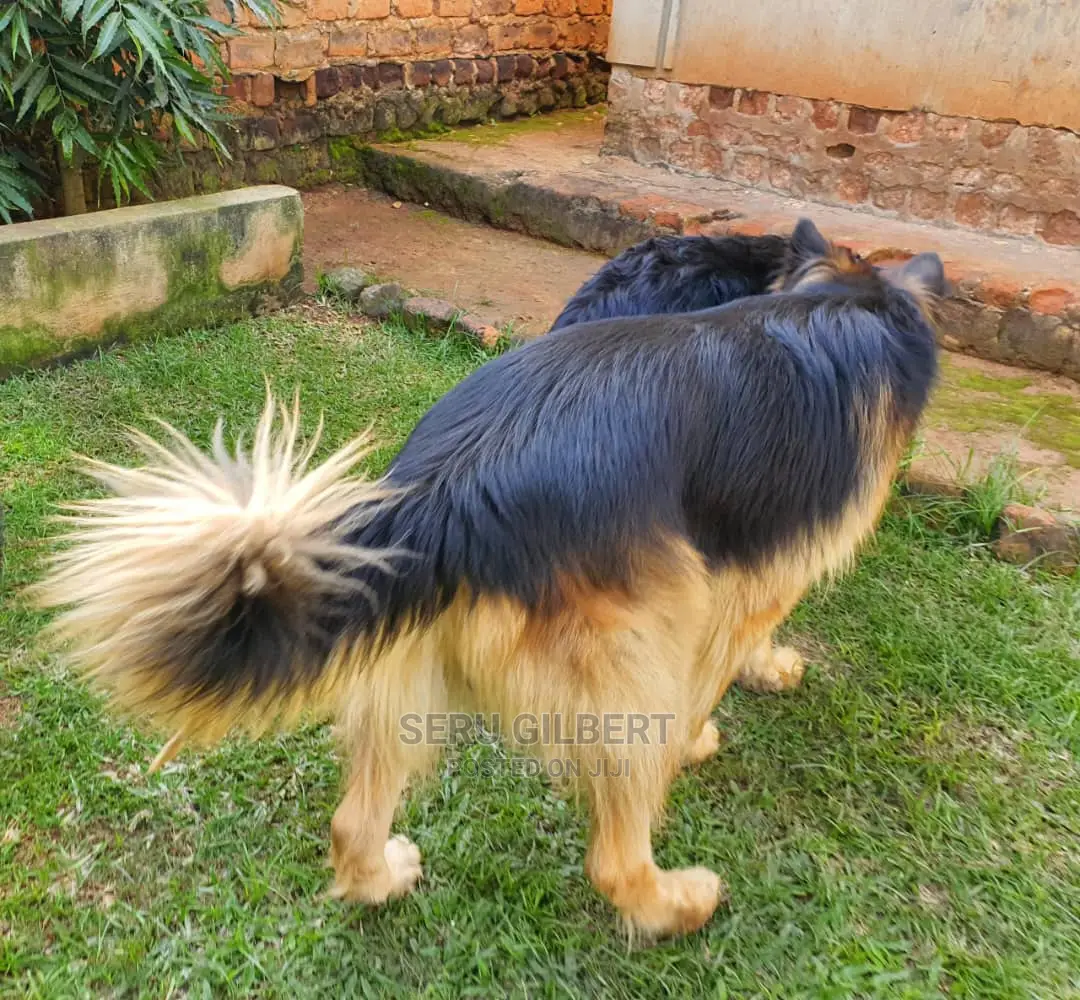 6-12 months Male Purebred German Shepherd
