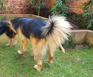 6-12 months Male Purebred German Shepherd