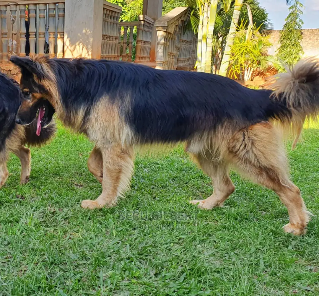 1-3 months Male Purebred German Shepherd