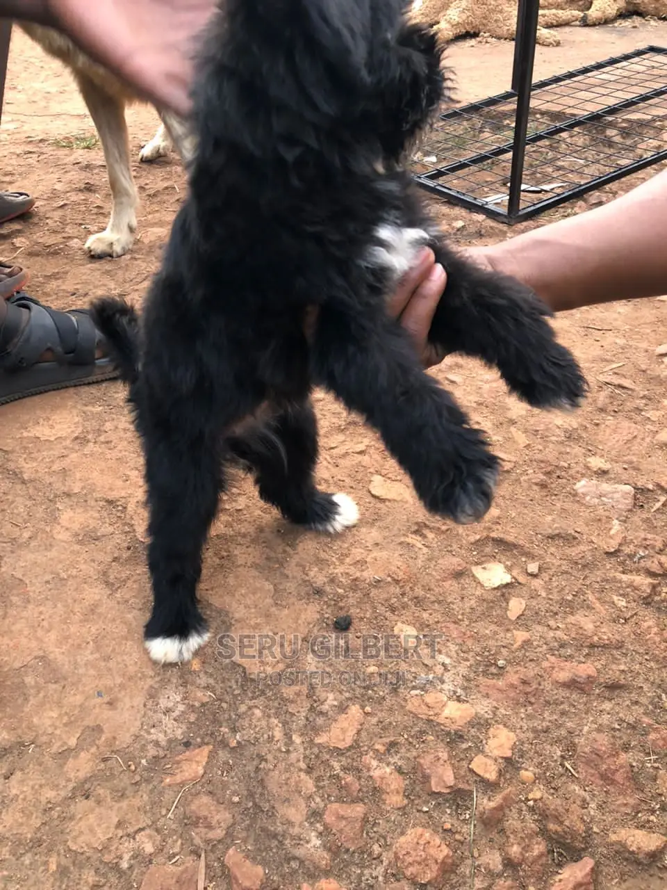 0-1 month Male Purebred Maltese