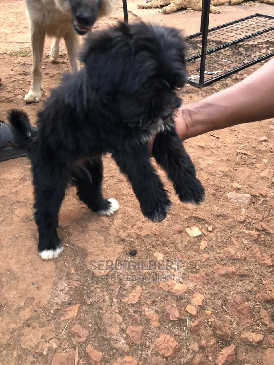 1-3 months Male Purebred Maltese