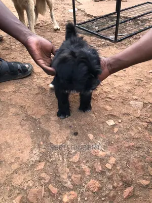 Photo - 1-3 months Male Purebred Maltese