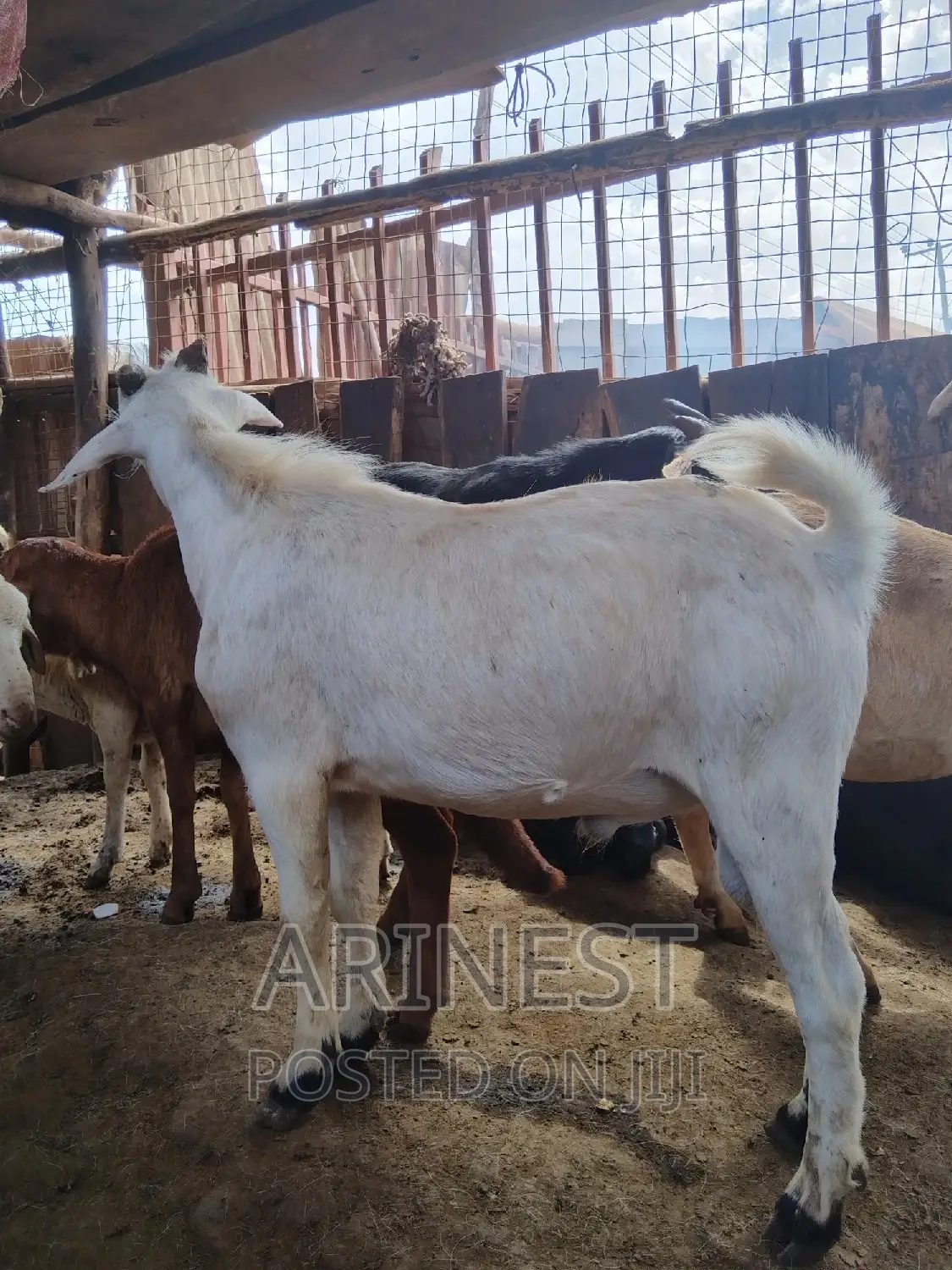White Mallle Goat
