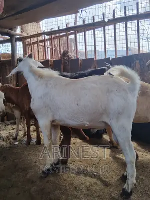 White Mallle Goat