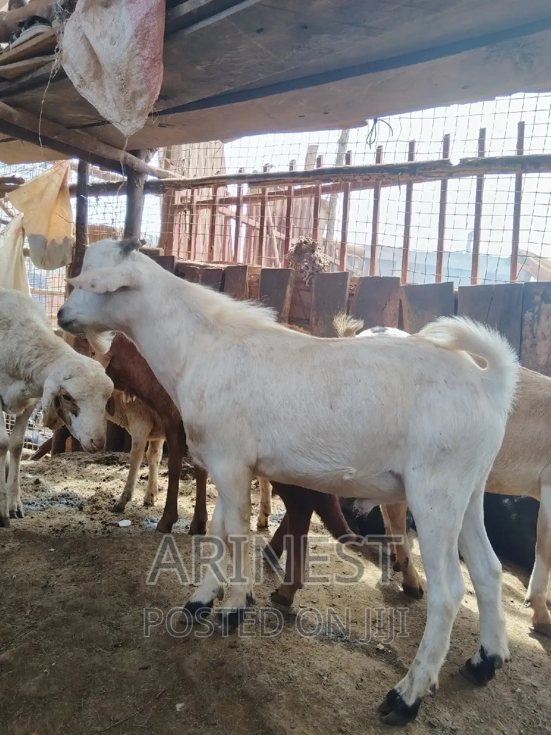 White Mallle Goat