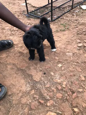 3-6 months Male Purebred Maltese