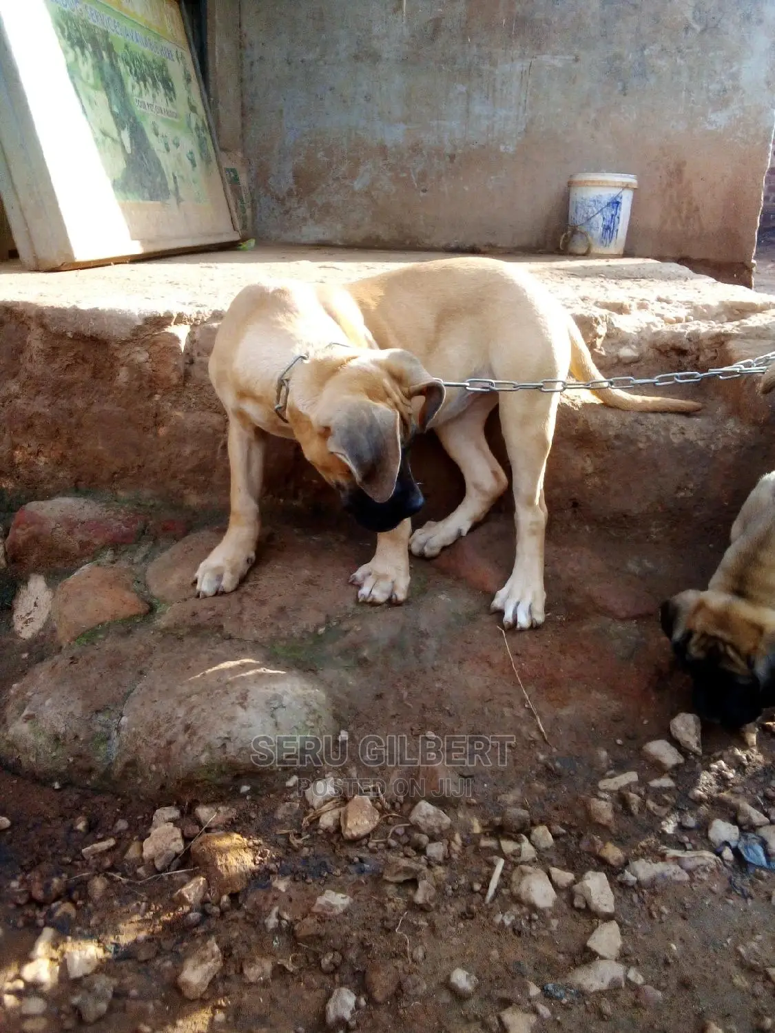0-1 month Male Purebred Boerboel