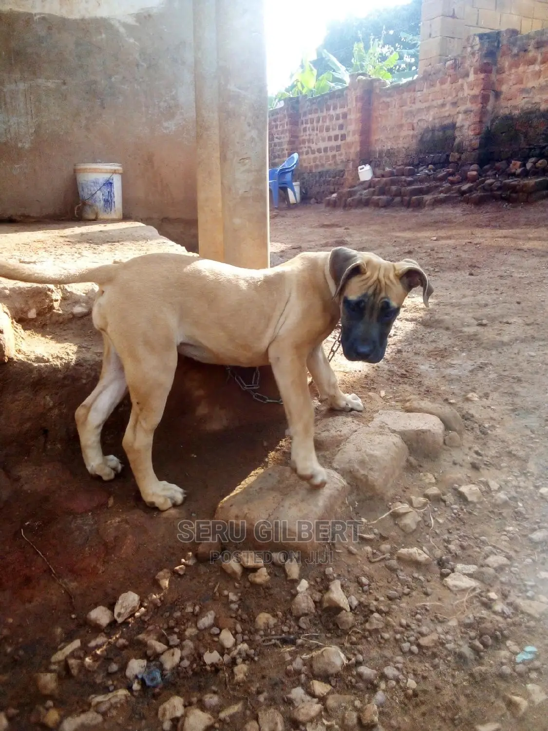 1-3 months Male Purebred Boerboel