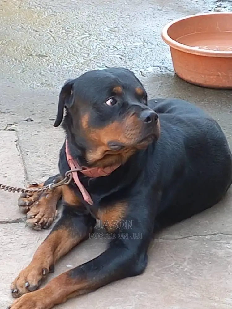 6-12 months Male Purebred Rottweiler