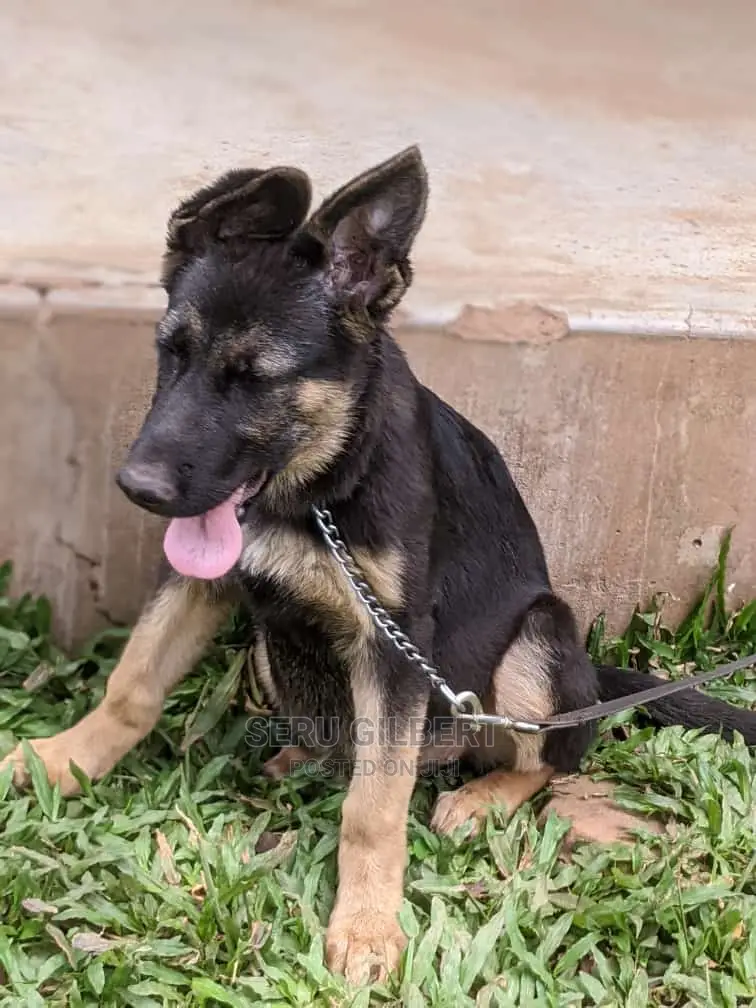 1-3 months Male Purebred German Shepherd