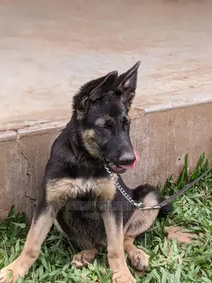 1-3 months Male Purebred German Shepherd