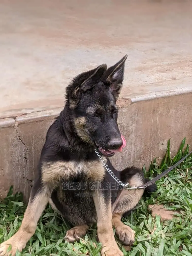 1-3 months Male Purebred German Shepherd