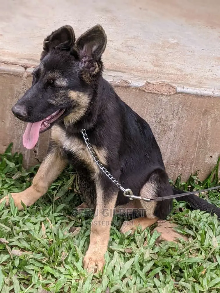 3-6 months Male Purebred German Shepherd
