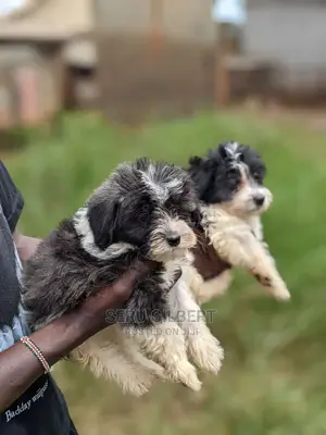 Photo - 0-1 month Male Purebred Maltese