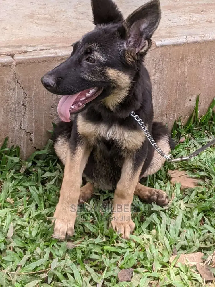 1-3 months Male Purebred German Shepherd