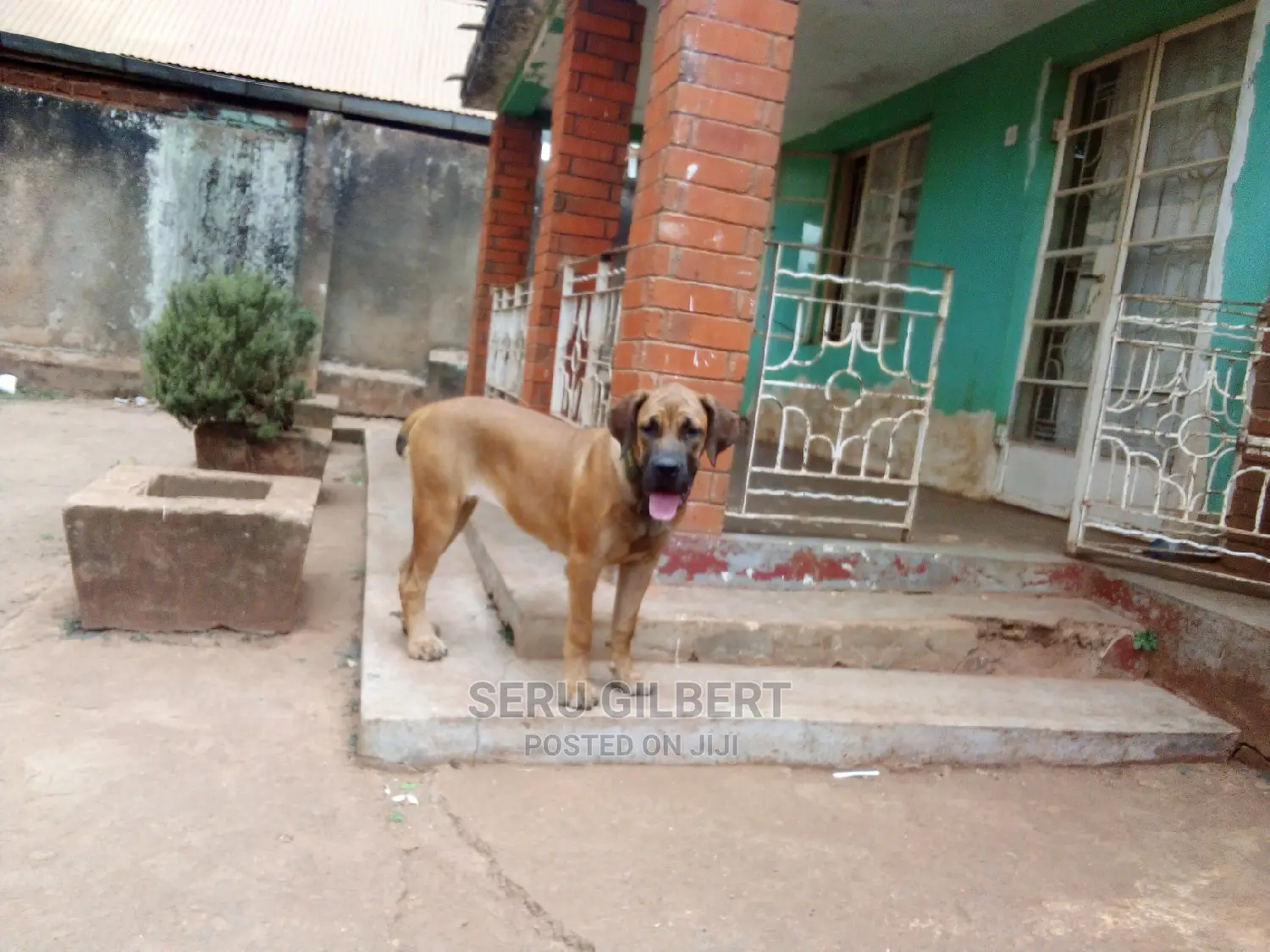1-3 months Male Purebred Boerboel