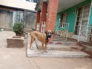 6-12 months Male Purebred Boerboel
