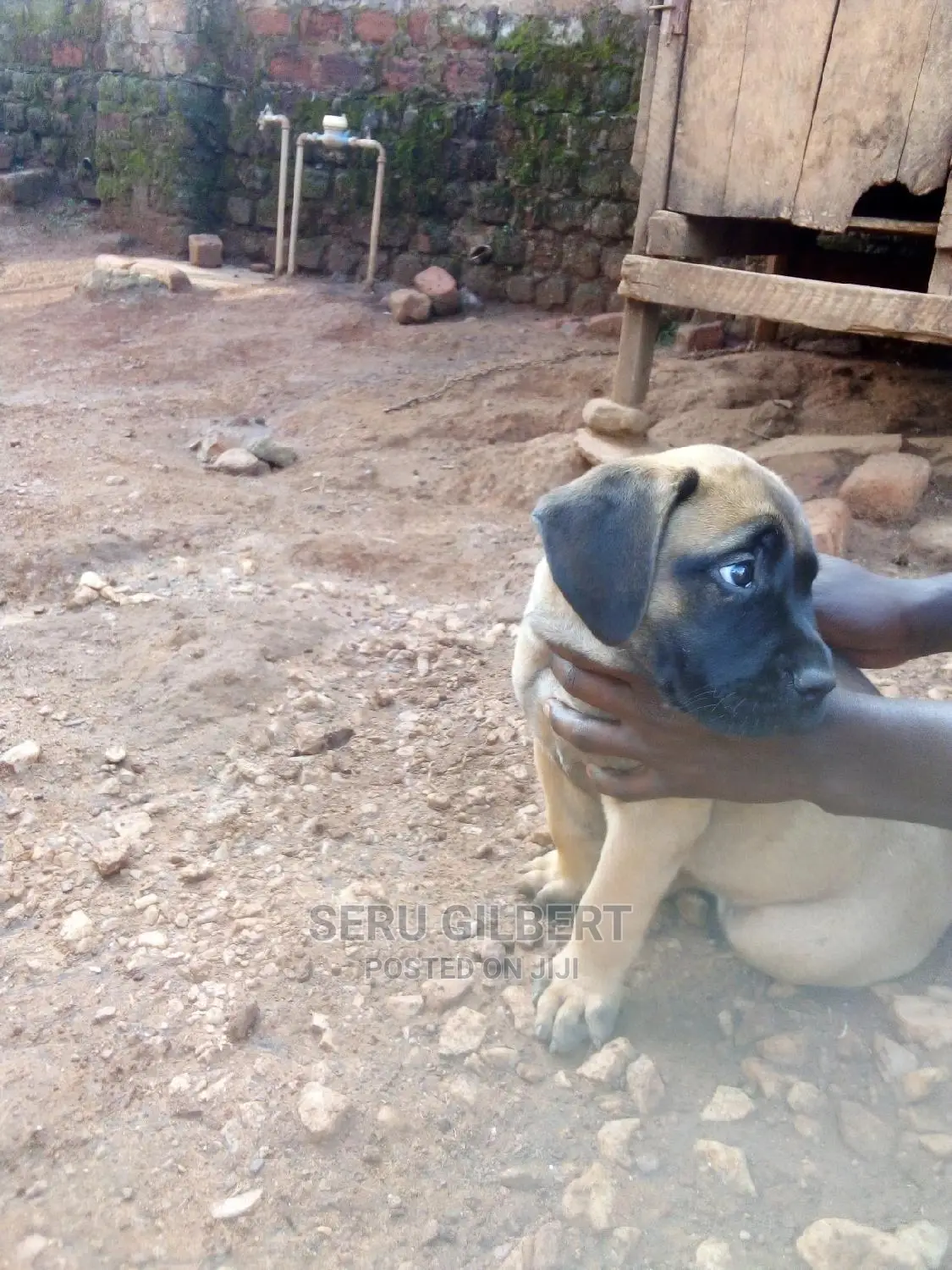 1-3 months Male Purebred Boerboel