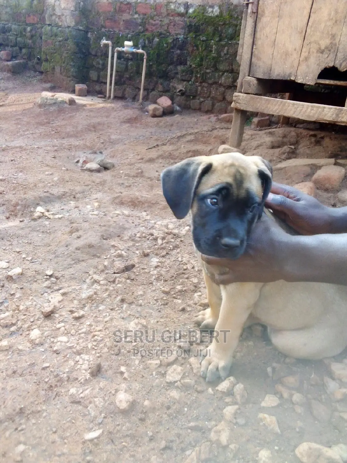 1-3 months Male Purebred Boerboel