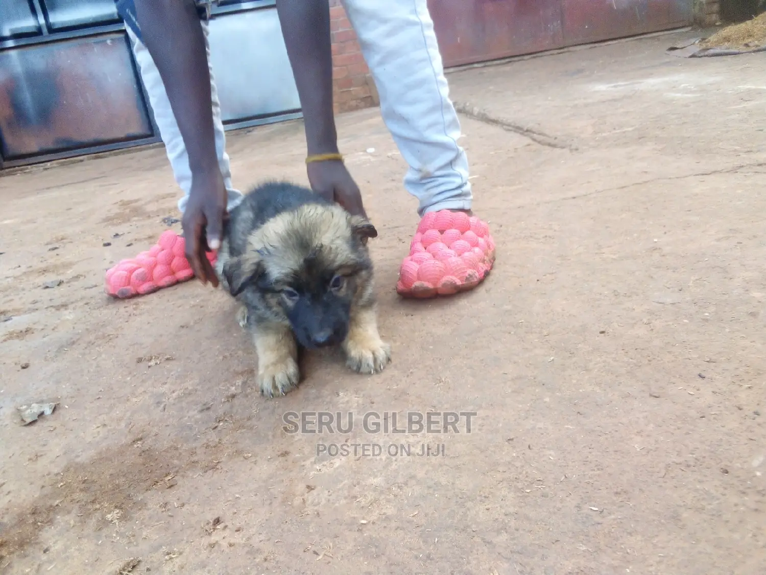 1-3 months Male Purebred German Shepherd