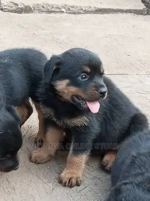 1-3 months Male Purebred Rottweiler