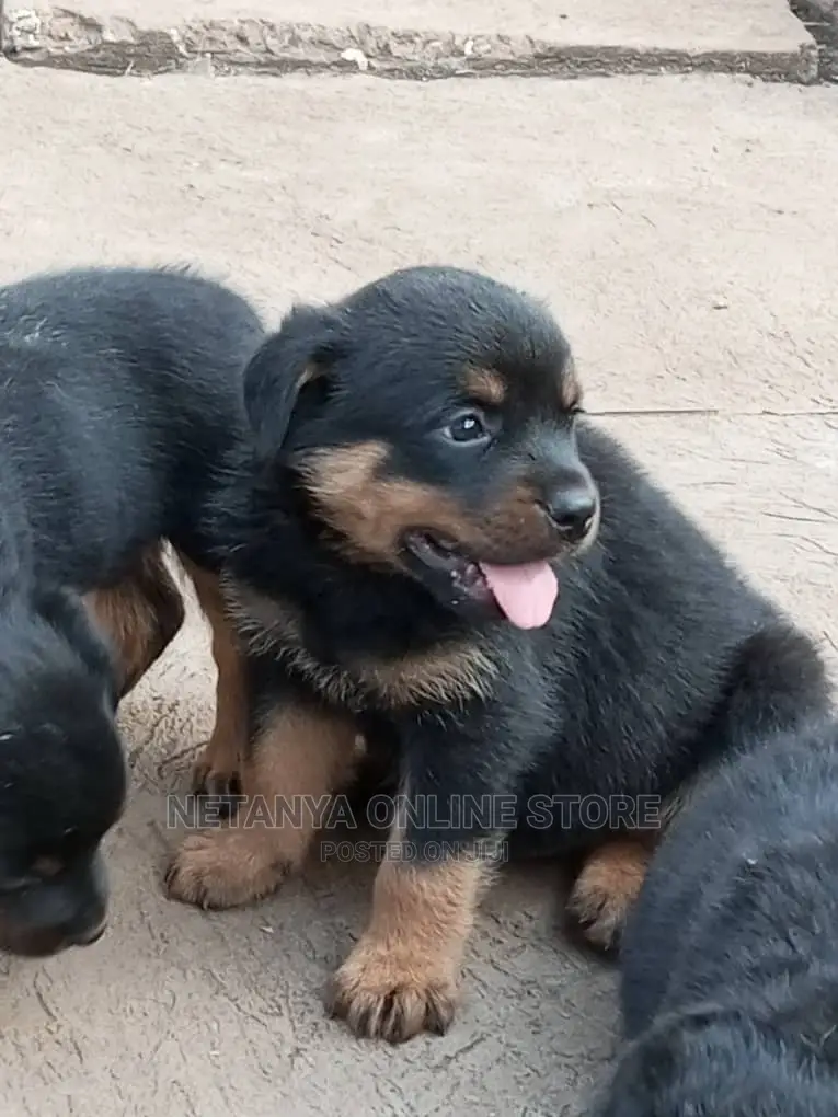 1-3 months Male Purebred Rottweiler