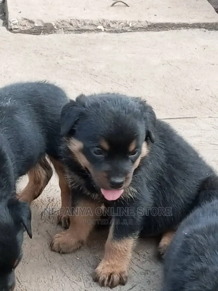 1-3 months Male Purebred Rottweiler