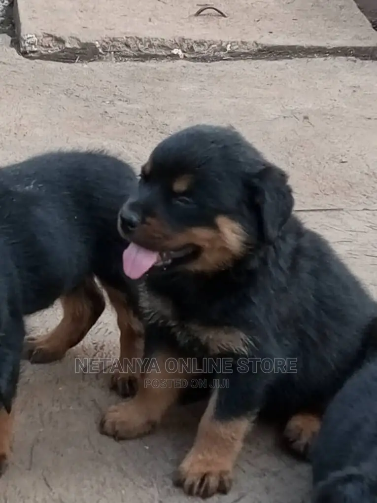 1-3 months Male Purebred Rottweiler