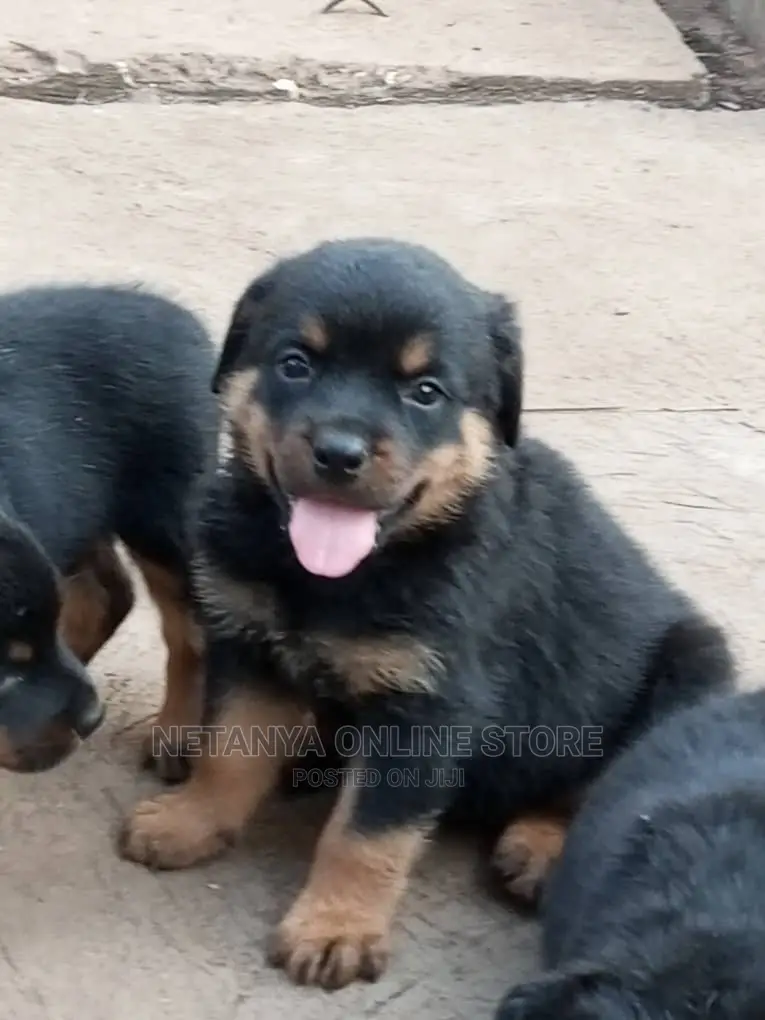 1-3 months Male Purebred Rottweiler