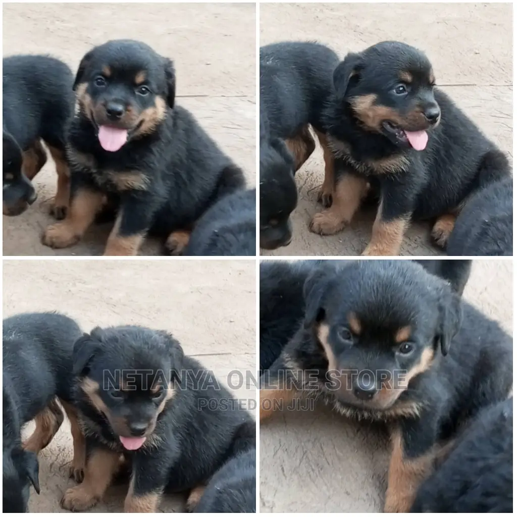 1-3 months Male Purebred Rottweiler