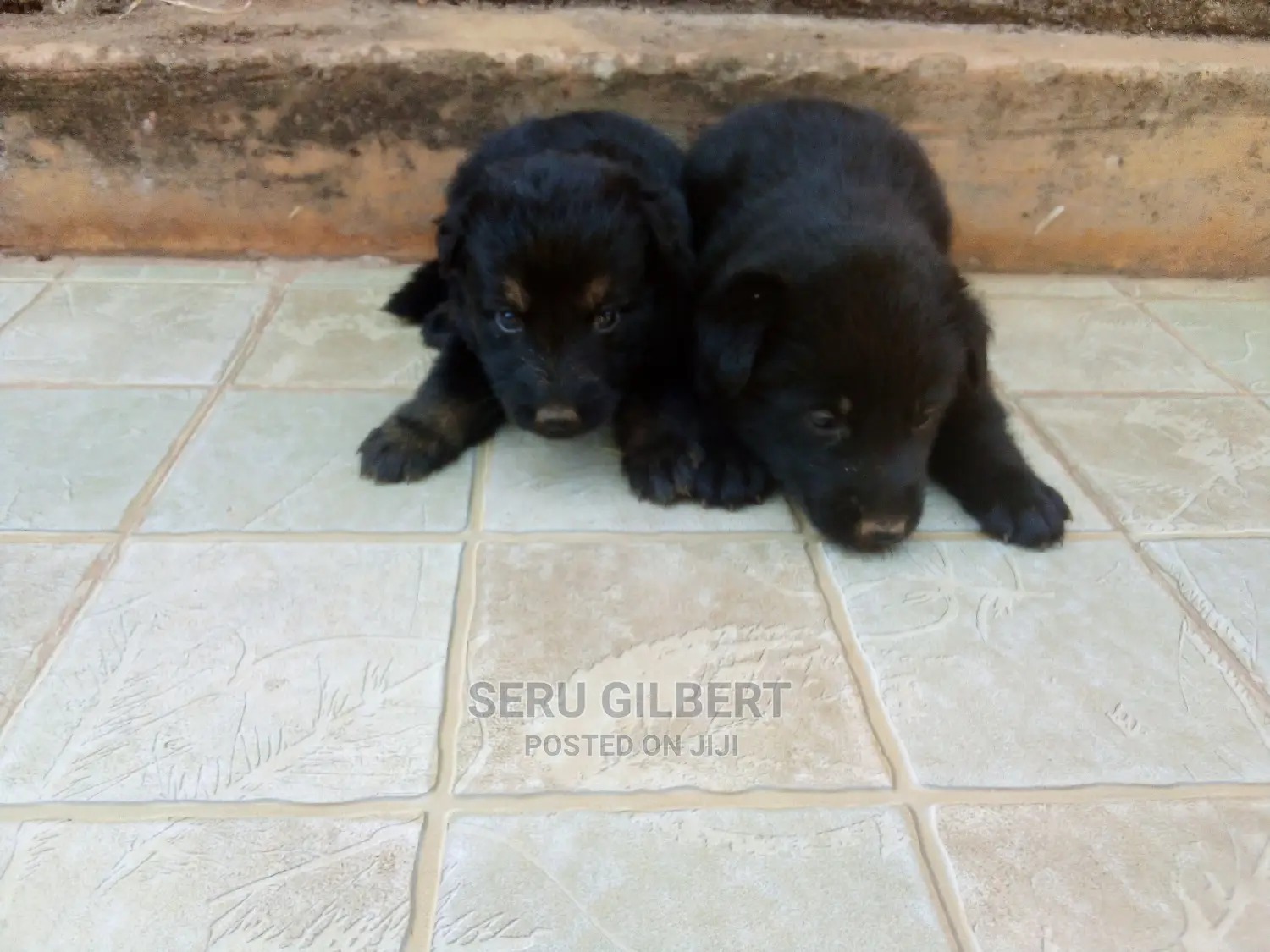 3-6 months Male Purebred German Shepherd