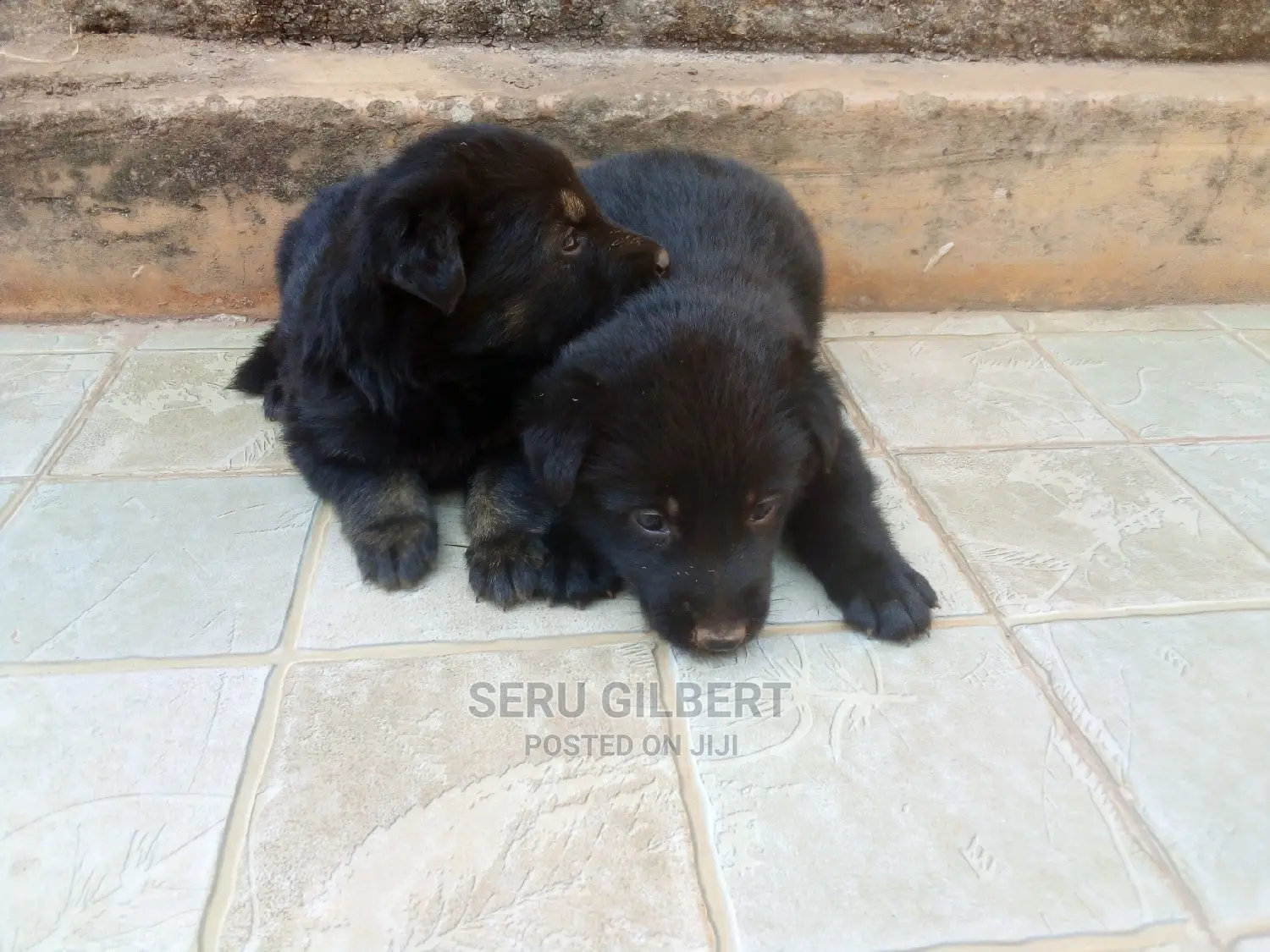0-1 month Male Purebred German Shepherd