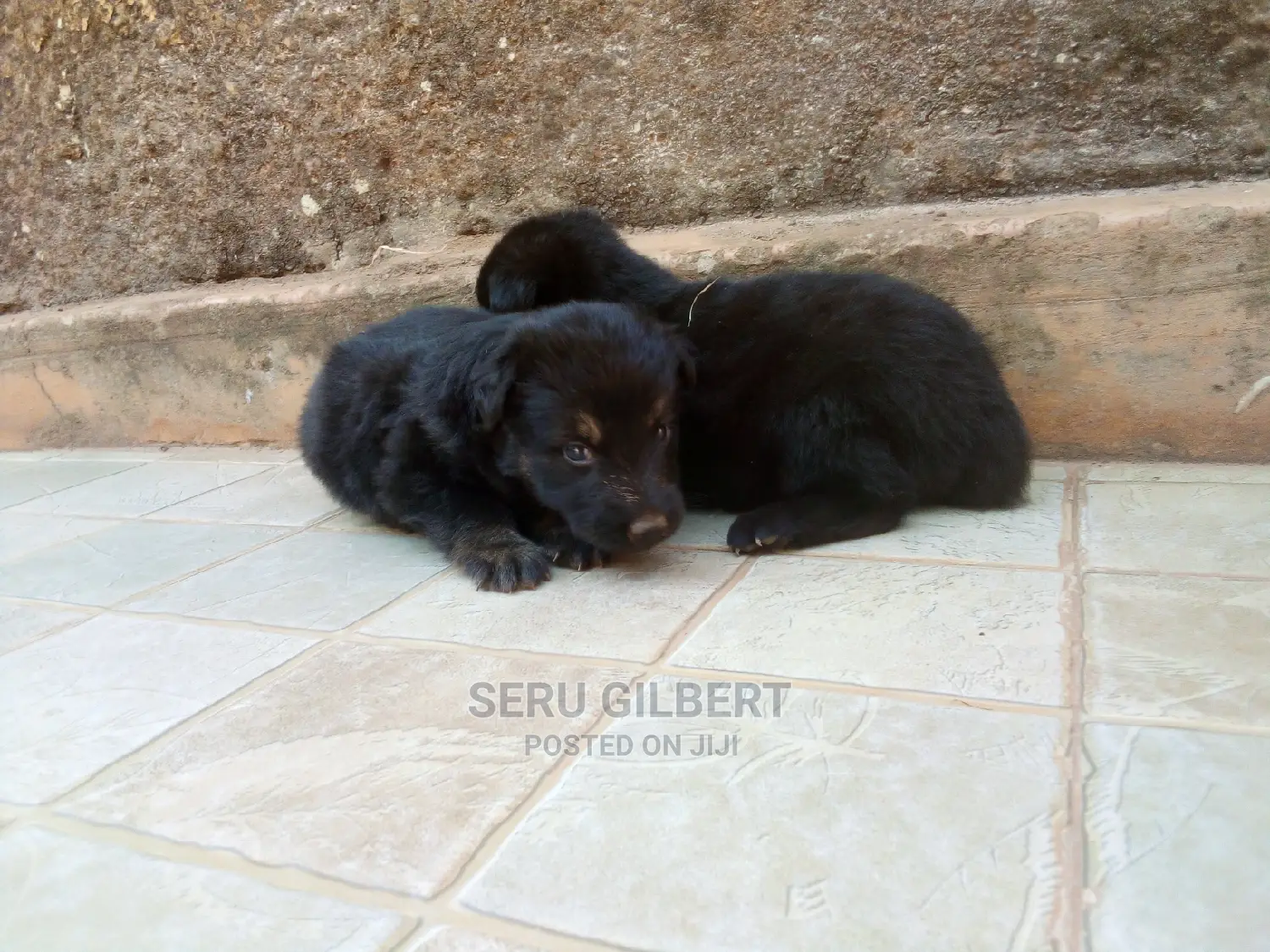 0-1 month Male Purebred German Shepherd