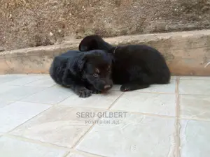 0-1 month Male Purebred German Shepherd