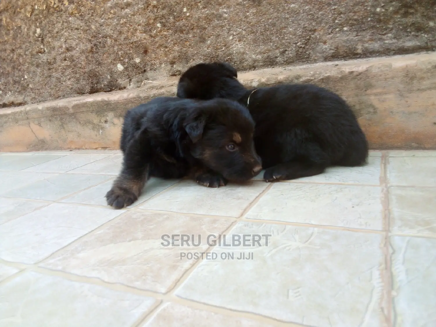 0-1 month Male Purebred German Shepherd