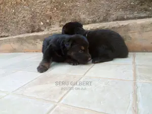 0-1 month Male Purebred German Shepherd