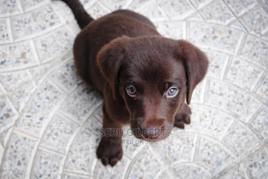 0-1 month Male Purebred Labrador Retriever