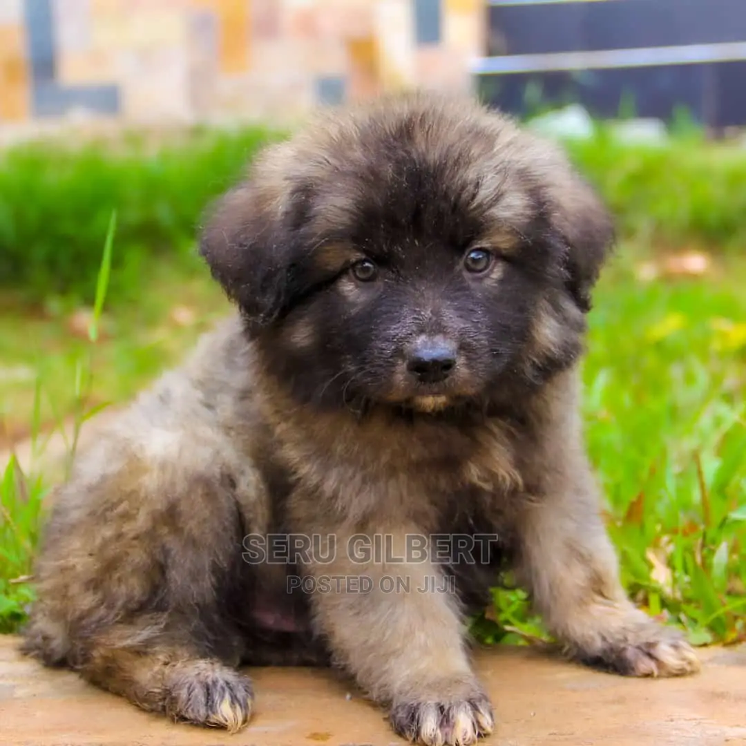 1-3 months Male Purebred German Shepherd