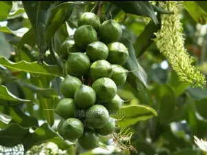 Macadamia Nuts Trees