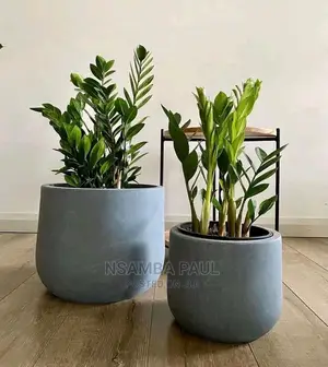 New Plants