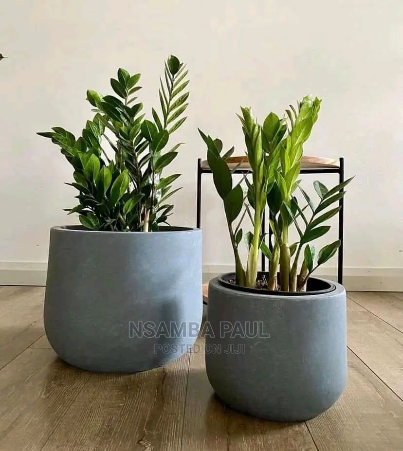 New Plants