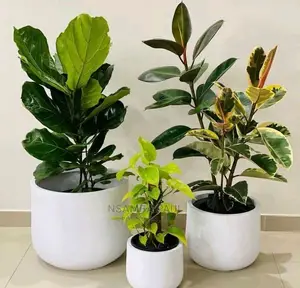 New Plants