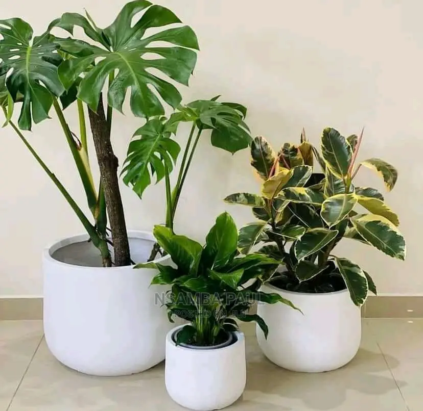 New Plants