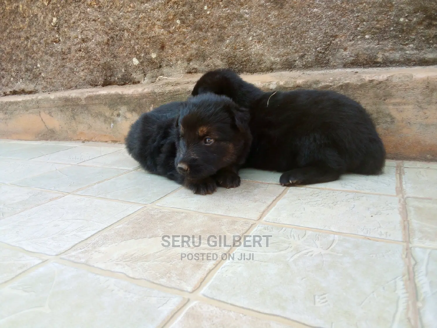 0-1 month Male Purebred German Shepherd
