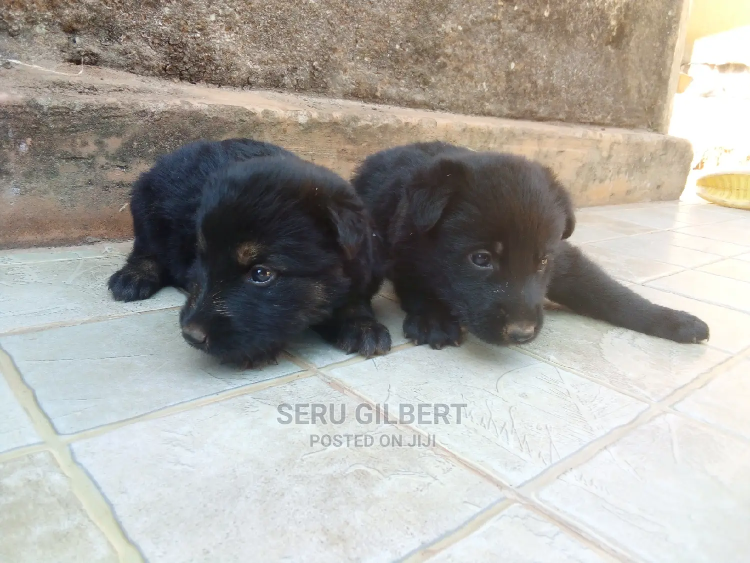 1-3 months Male Purebred German Shepherd