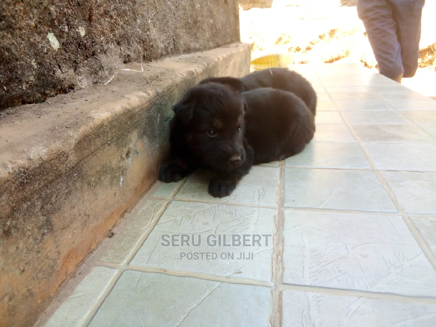 0-1 month Male Purebred German Shepherd