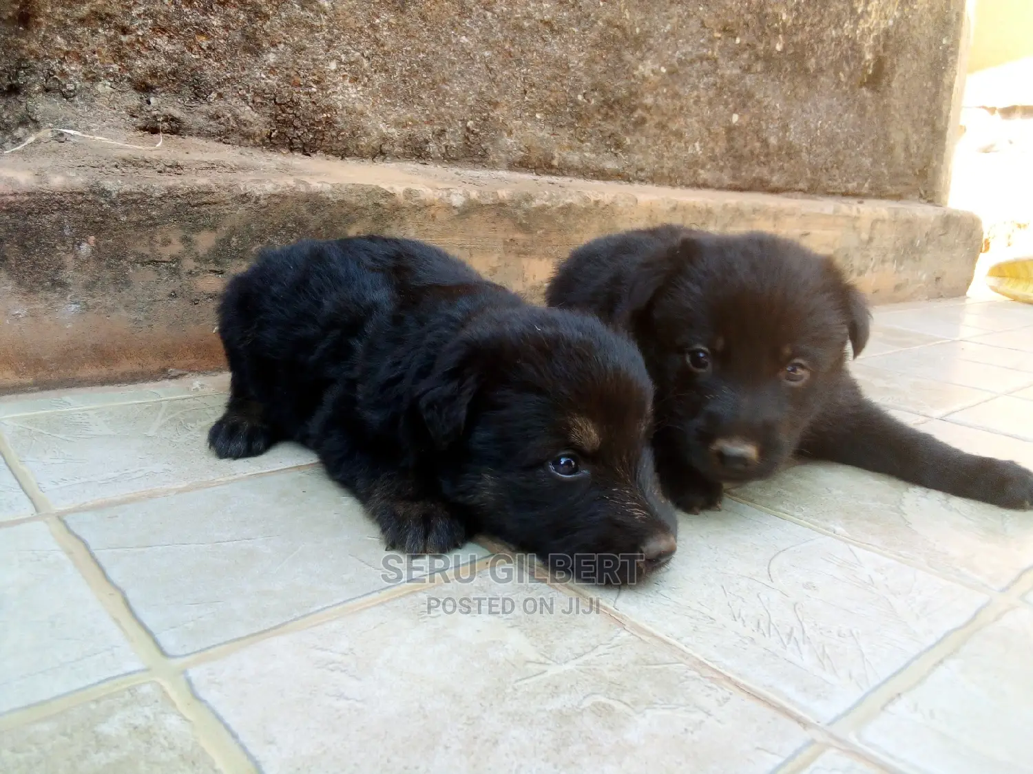 0-1 month Male Purebred German Shepherd